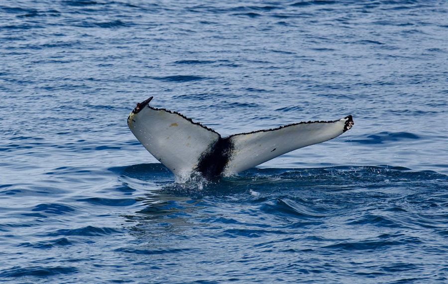 Humpback whale tail rising above the sea