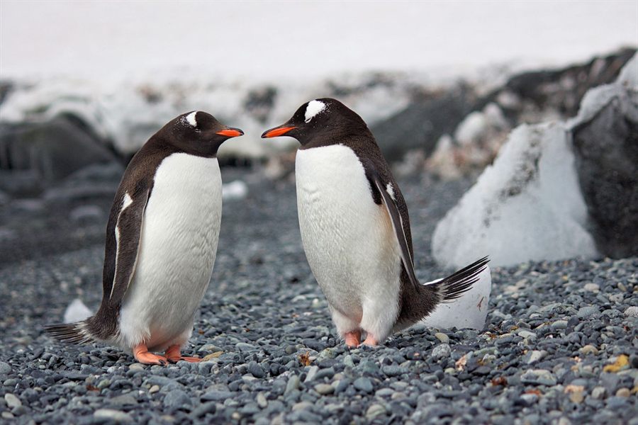 Two gentoo penguins standing on a pebble beach